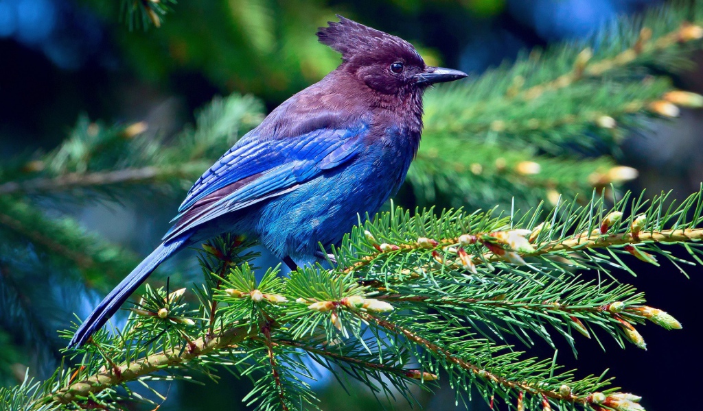 Синяя птица на хвойной ветке