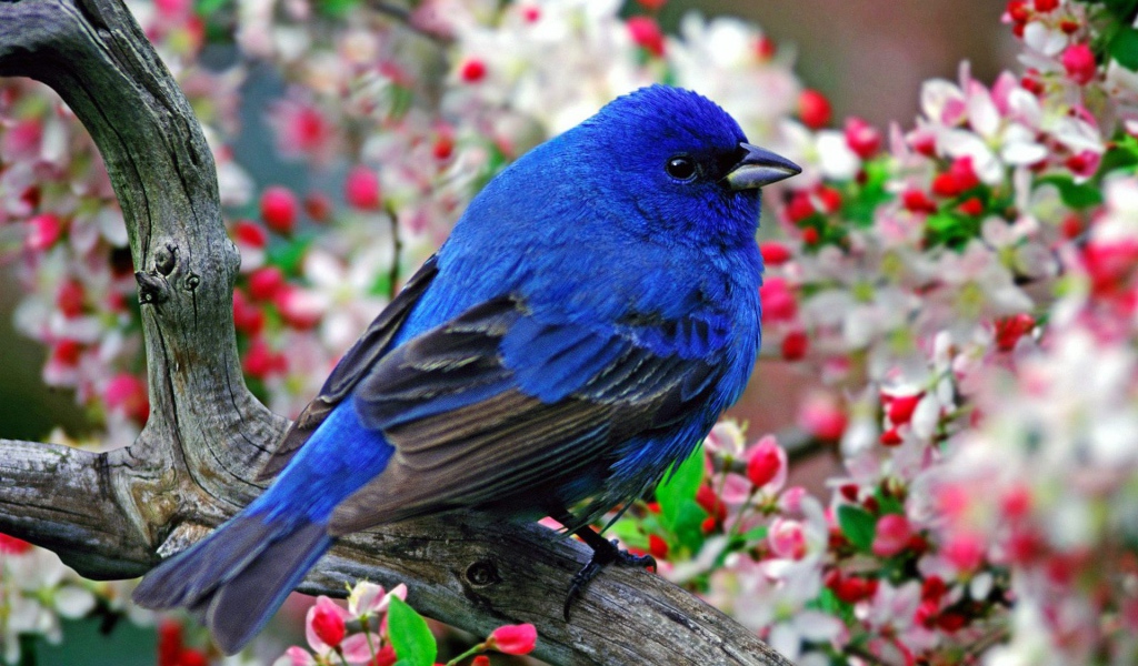 Синяя птица с черными крыльями