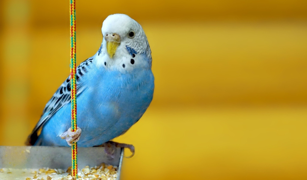 Голубой попугай на желтом фоне