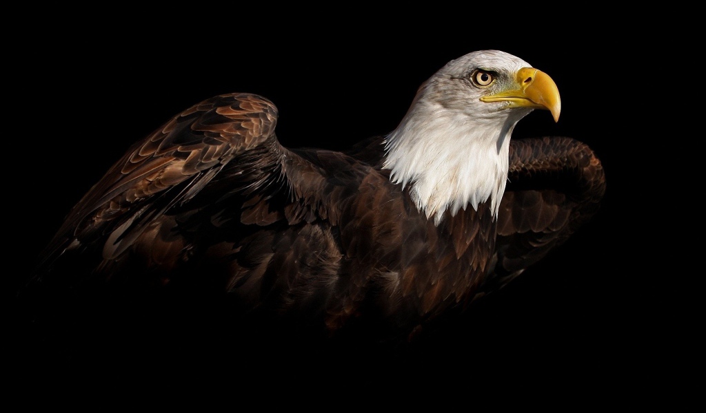 Коричневый орел на черном фоне