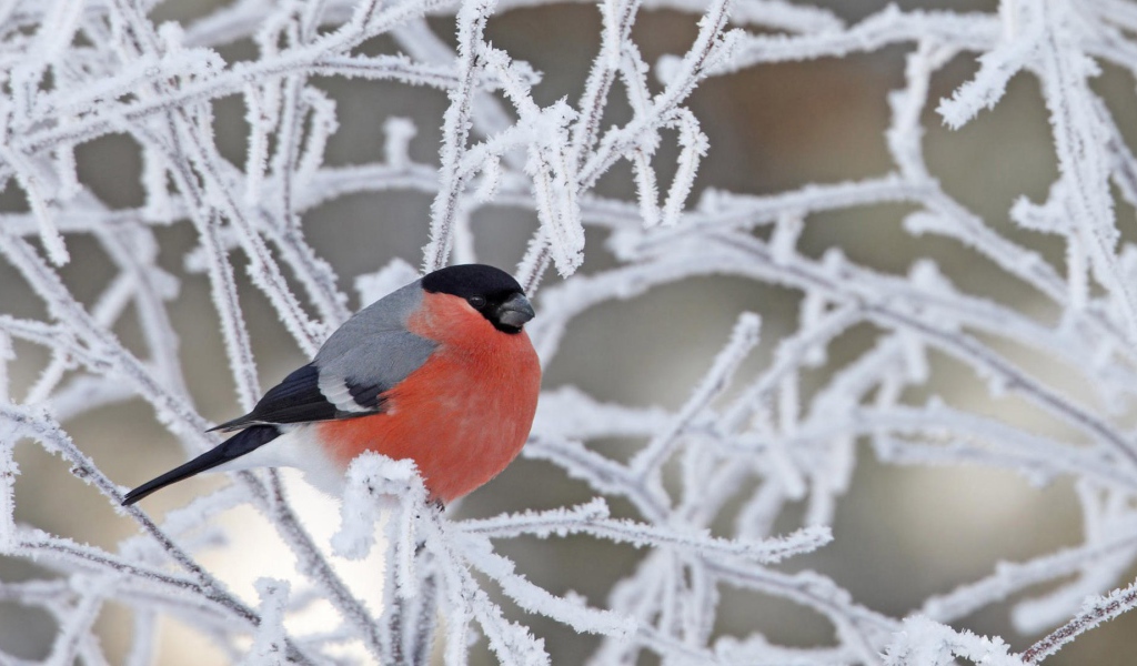 Снегирь на покрытой инеем ветке