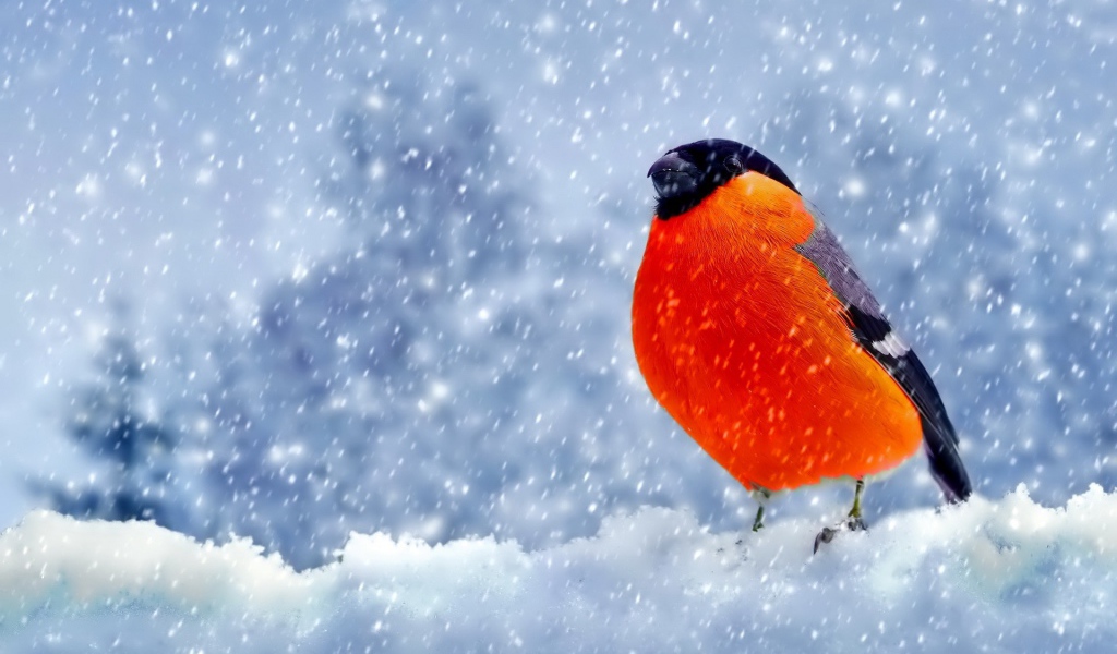 Снегирь с оранжевой грудкой