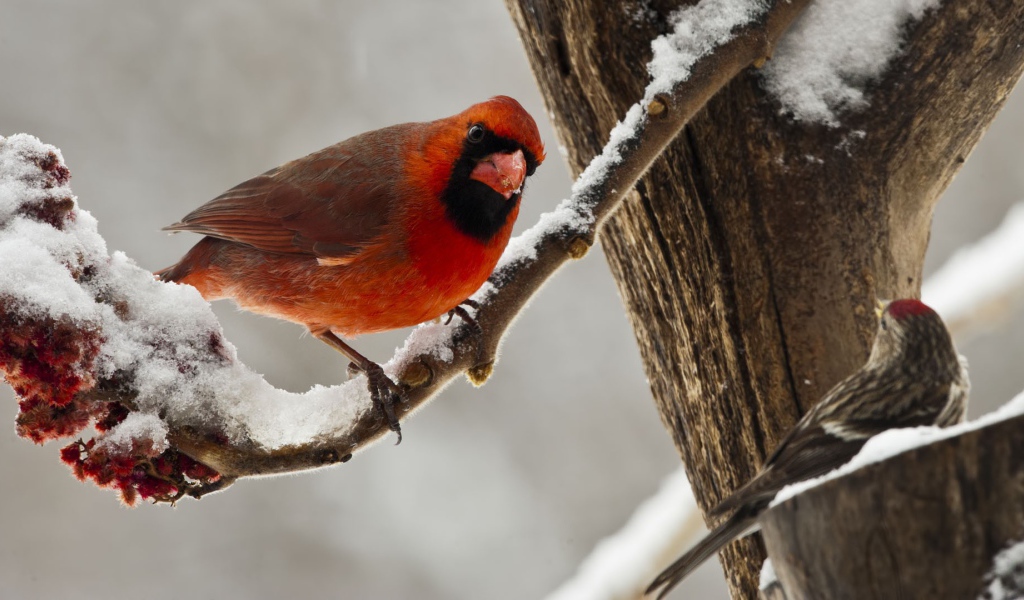Птица красный кардинал зимой