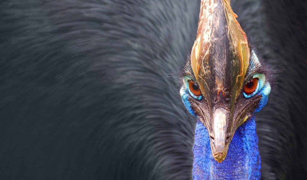 Птица казуар, Австралия