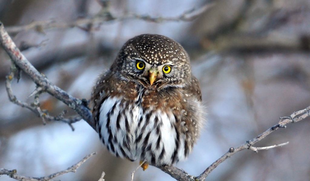 Очаровательная сова на ветке