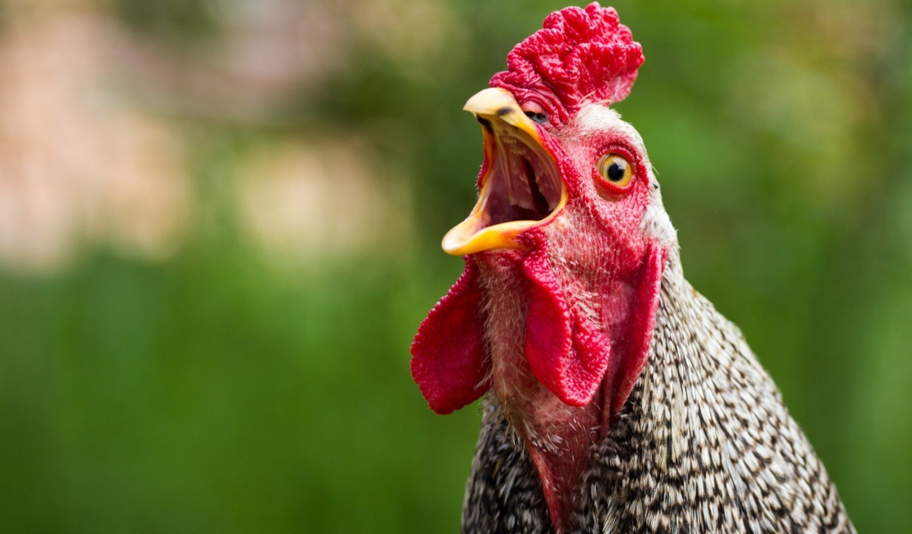 Курица с открытым клювом