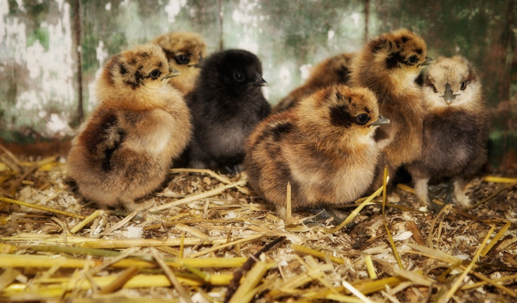 Птенцы на древесных опилках