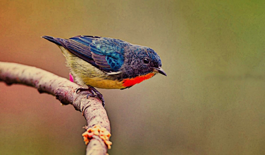 Красочная птичка на ветке