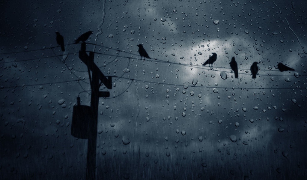 Вороны на проводах во время дождя
