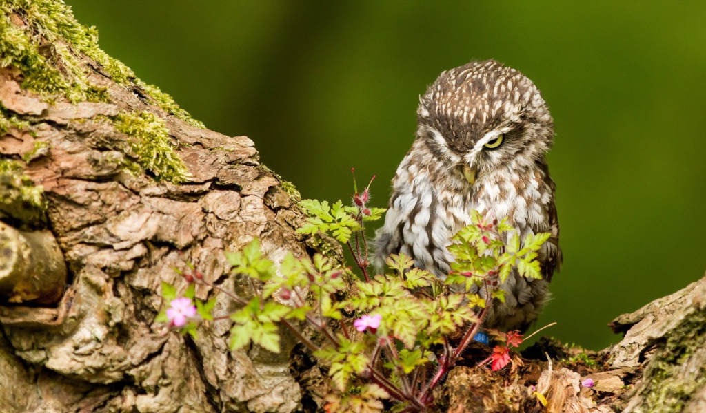 Милая хмурая сова