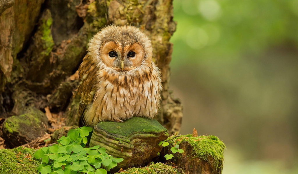 Милая сова на камне