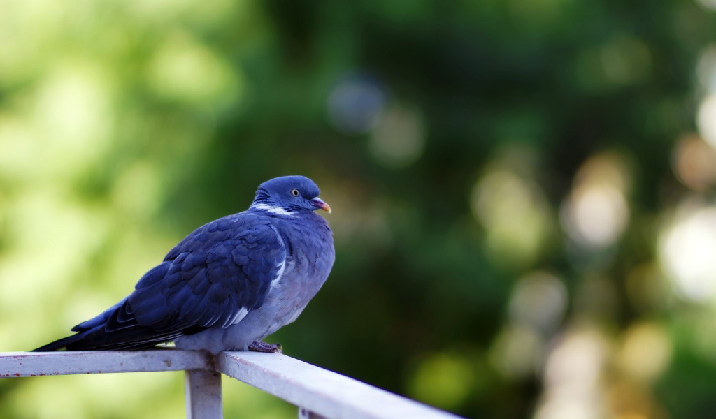 Голубь сидит на перилах