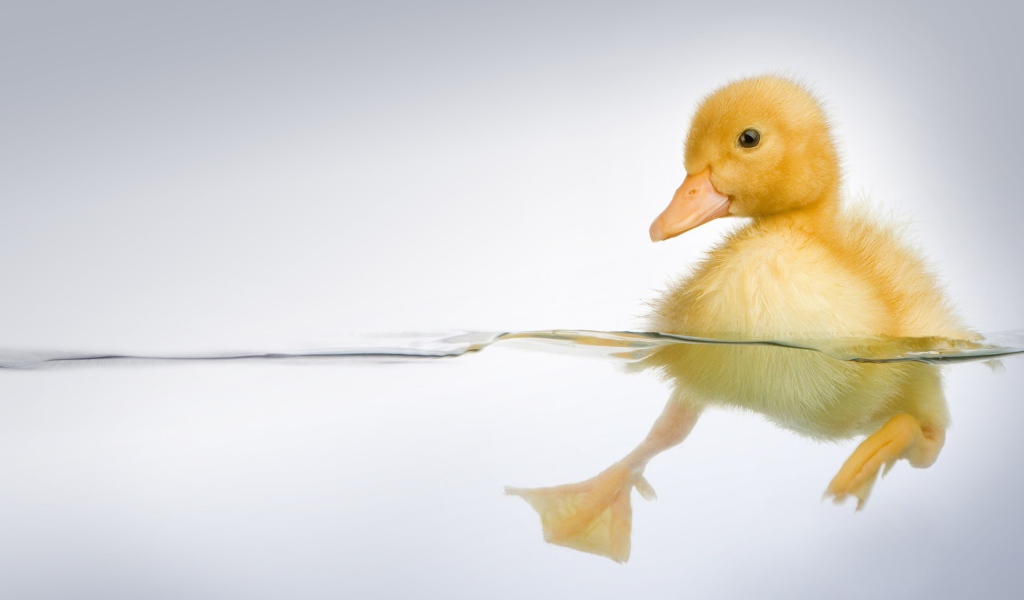 Утенок в прозрачной воде