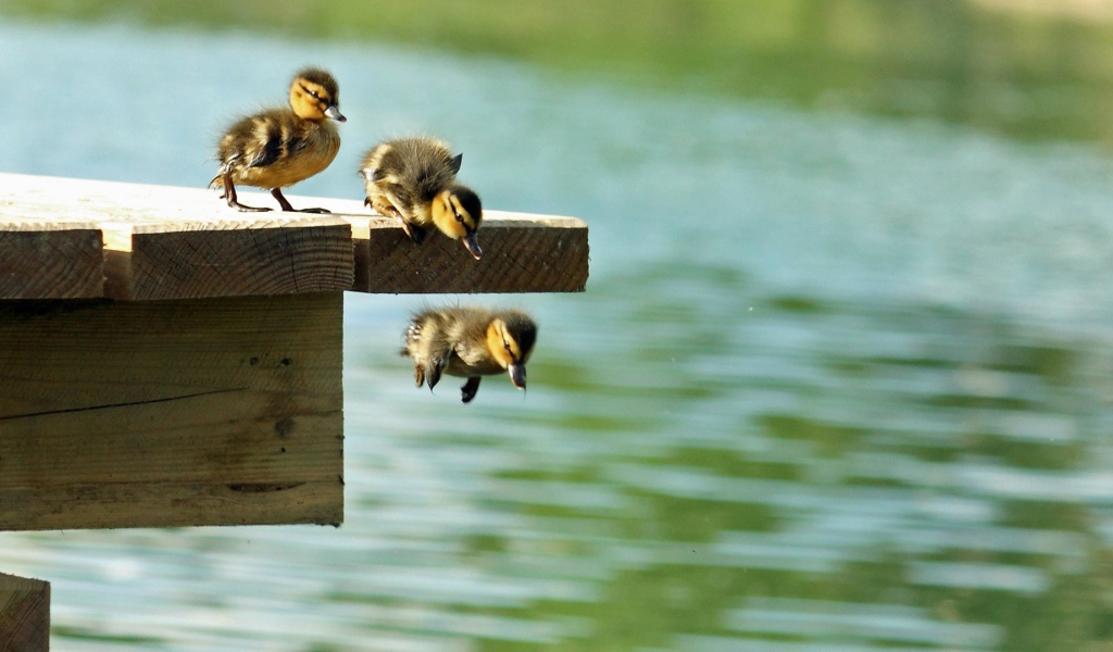 Утята учатся плавать