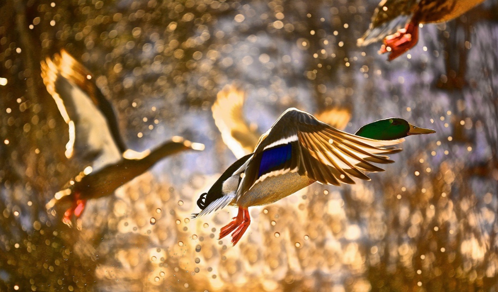 Утки взлетают с поверхности воды