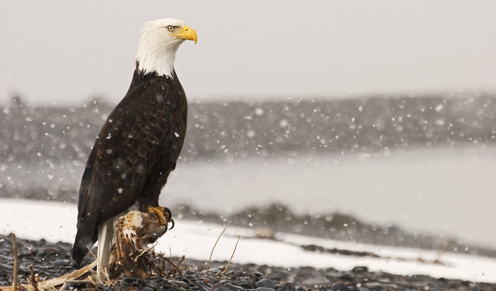 Орел во время снегопада