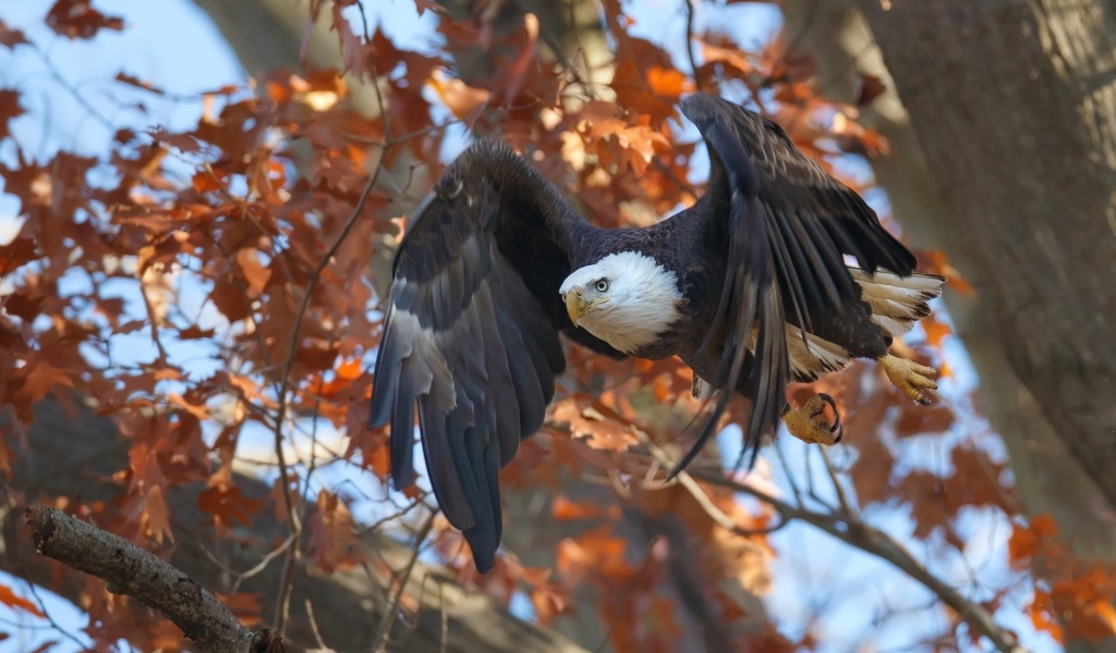 Орел в осеннем лесу