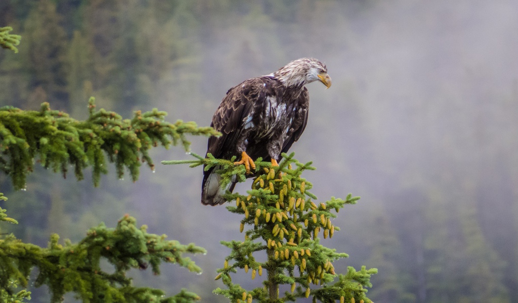 Орел на ветке хвойного дерева