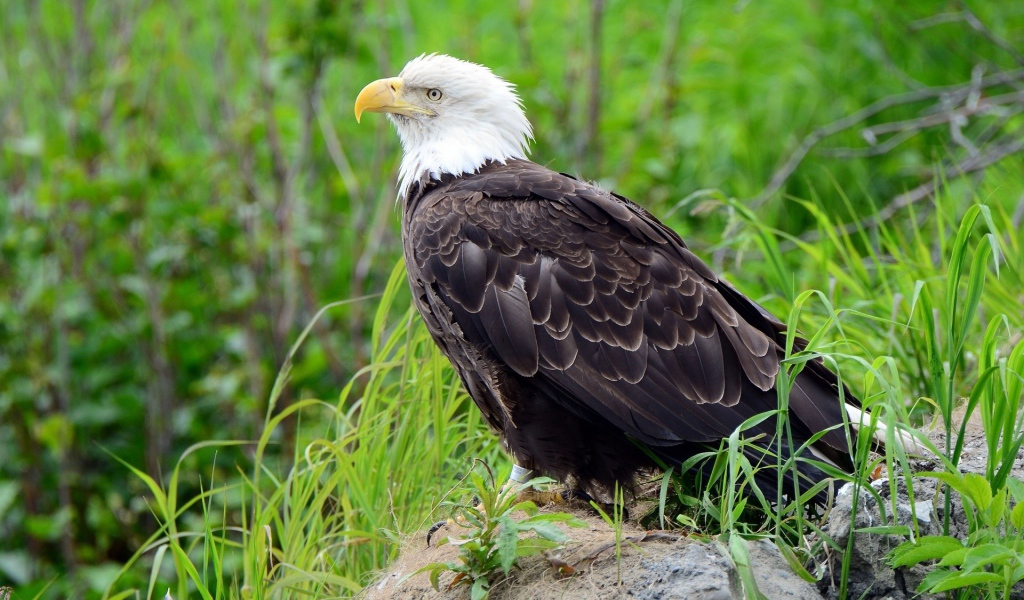 Орел на камне в траве