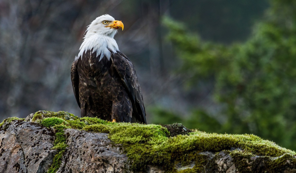 Орел на покрытом мхом камне