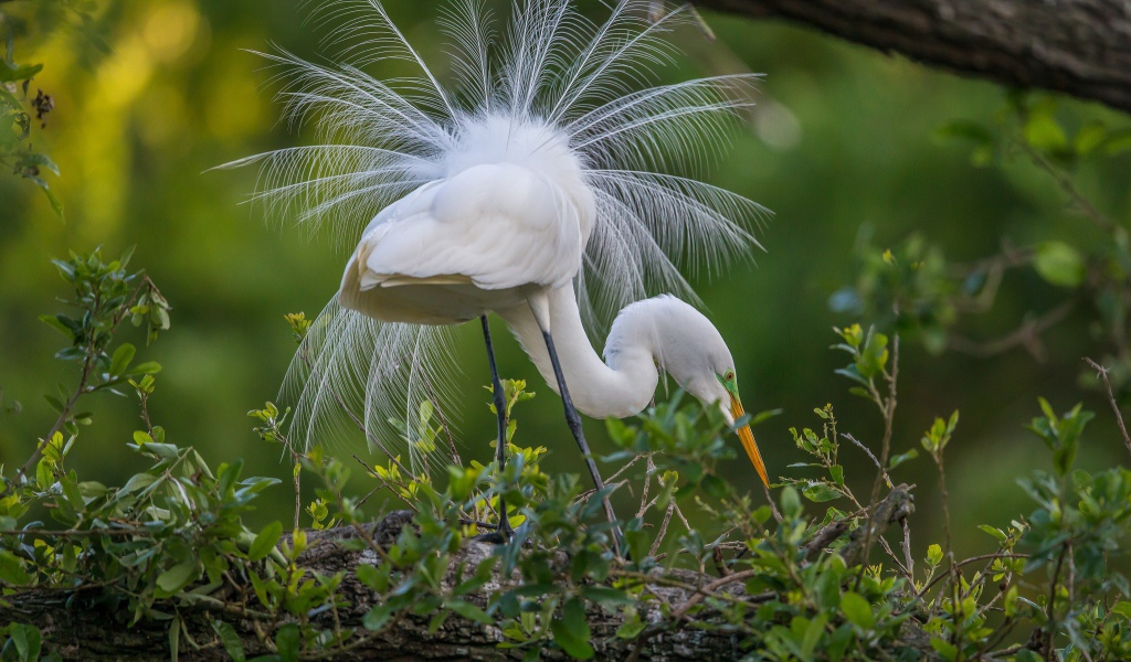 Белая цапля с роскошным хвостом