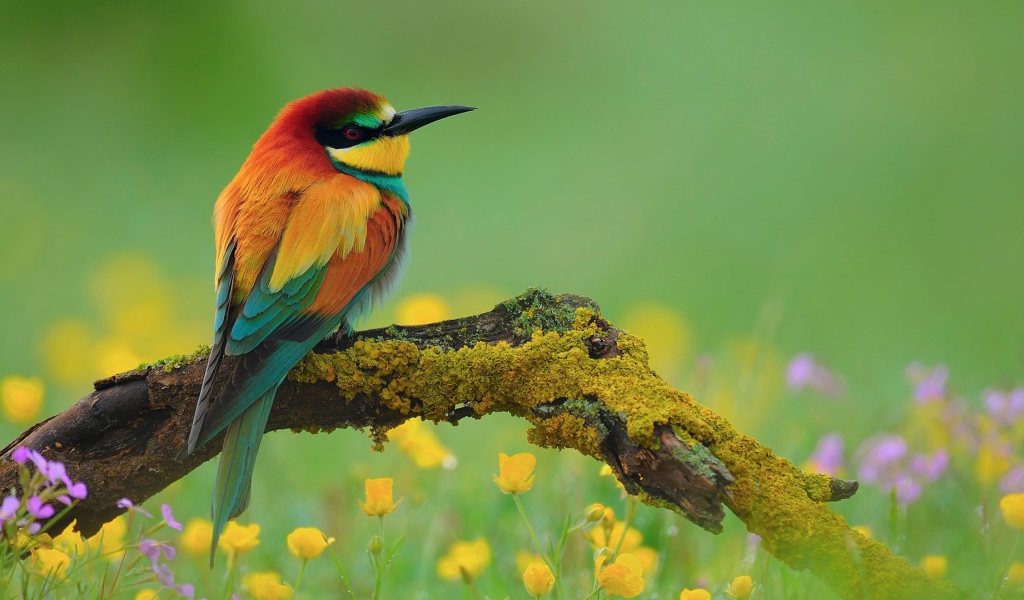 Птица золотистая щурка