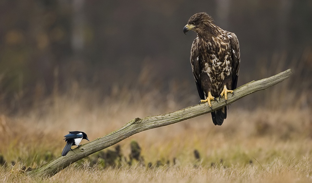 Сокол и сорока
