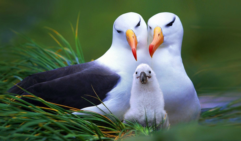 Семья птиц альбатросов