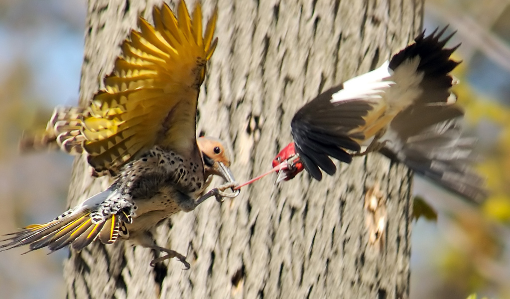 Бой двух птиц