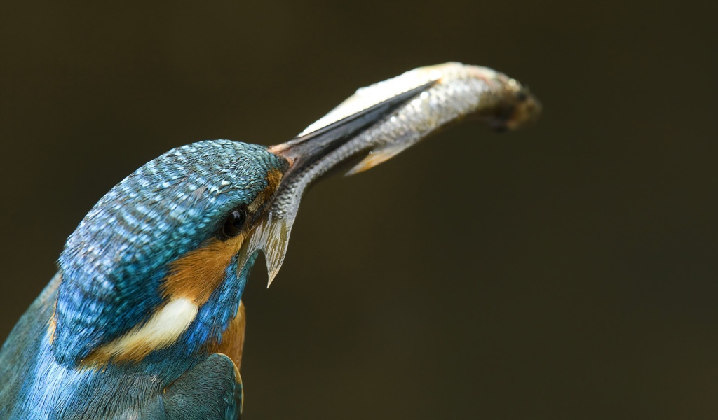 Рыба в клюве зимородка