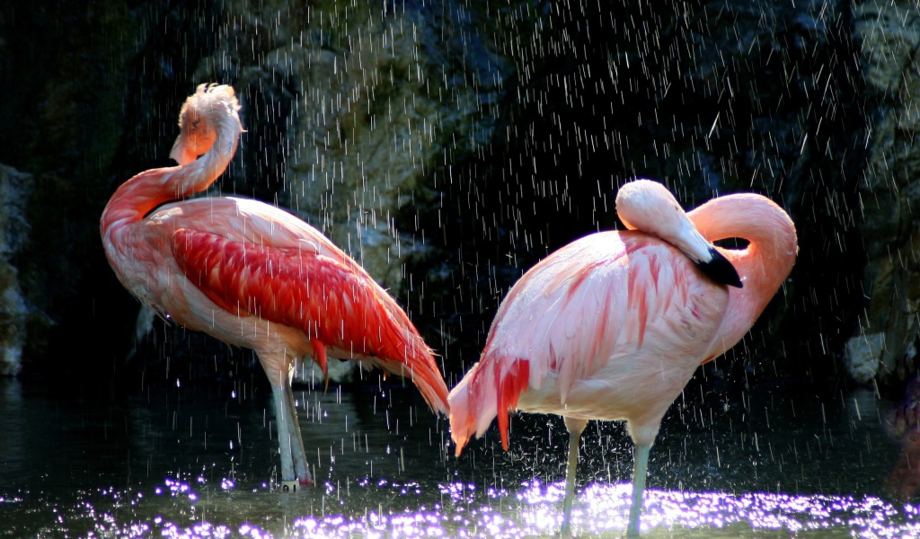 Фламинго под каплями воды
