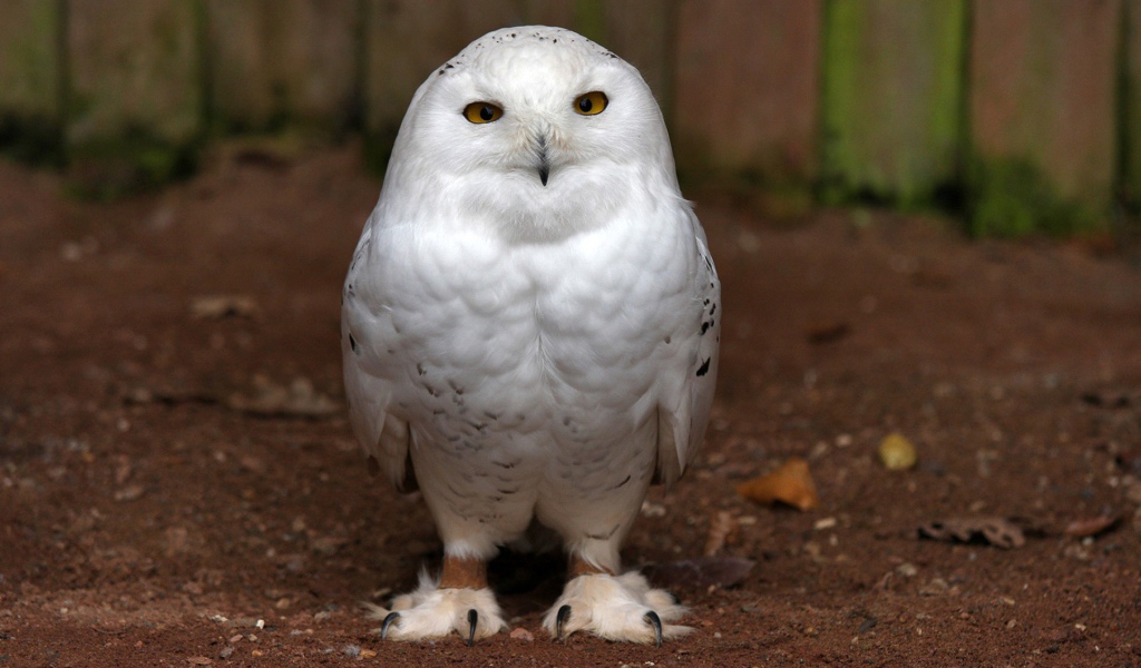 Пушистая белая сова
