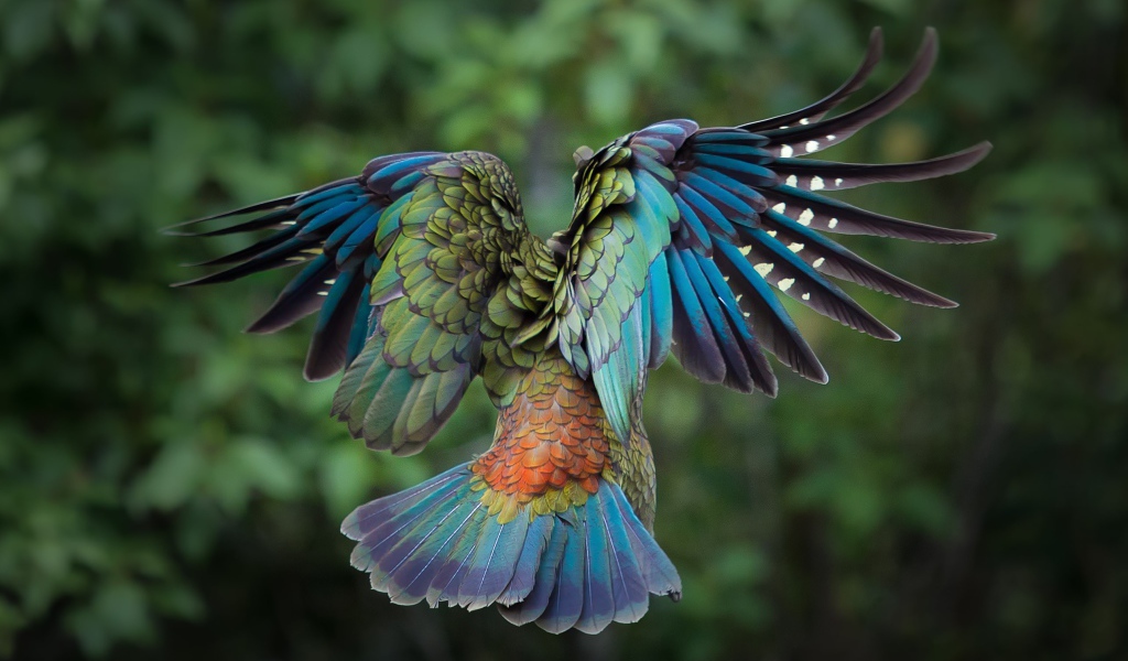 Flying colorful bird
