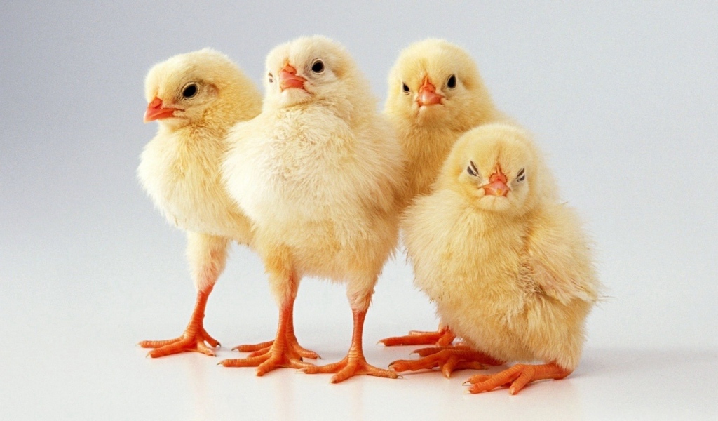 Четверка желтых цыплят