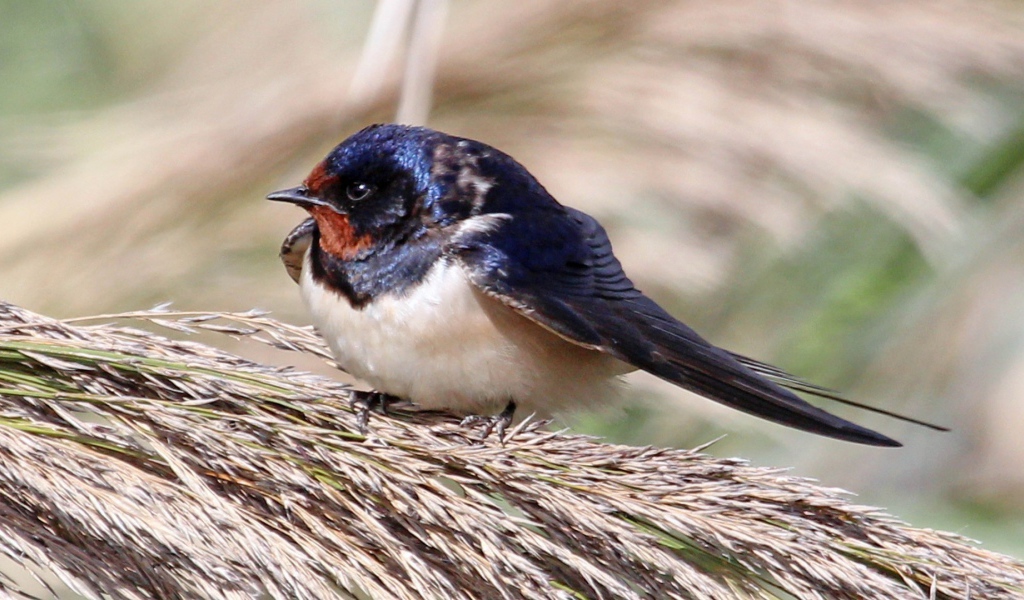 Забавная птица сидит на пучке травы