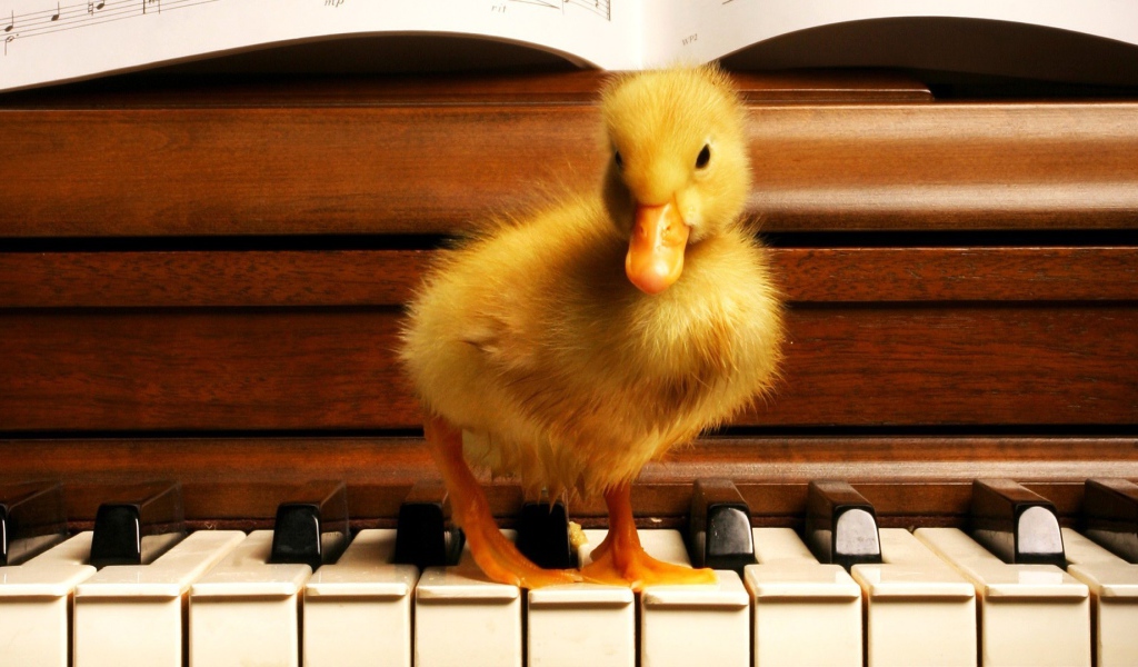 Гусенок на пианино