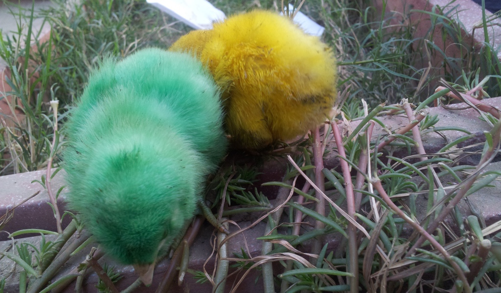 Зеленый и желтый цыплята