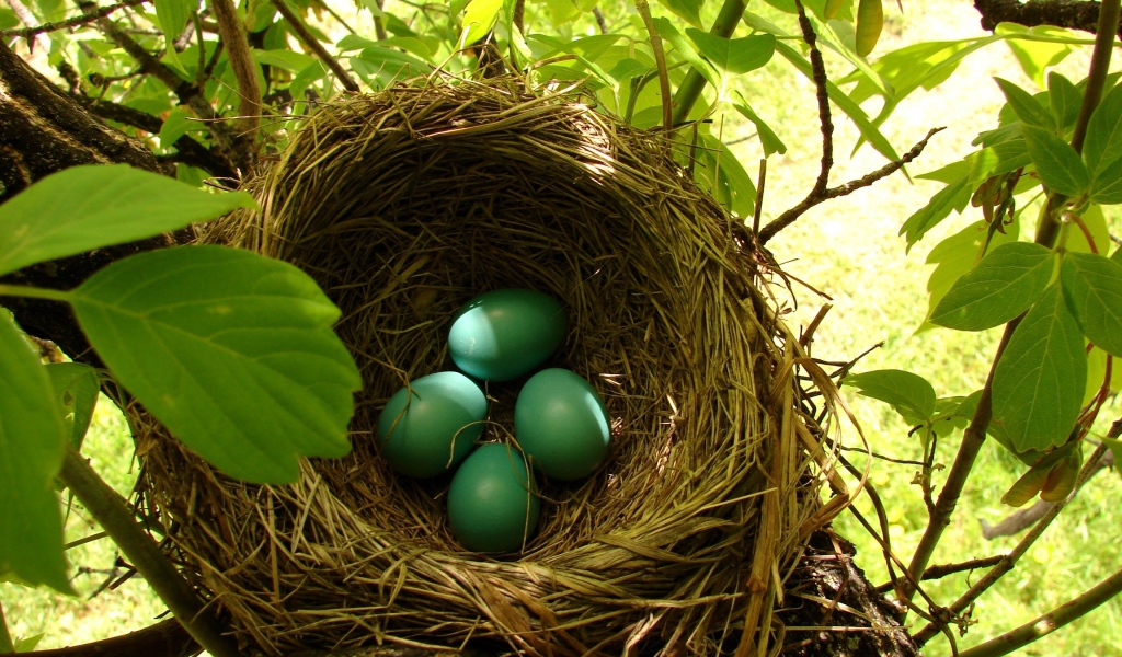 Зеленые яйца в гнезде