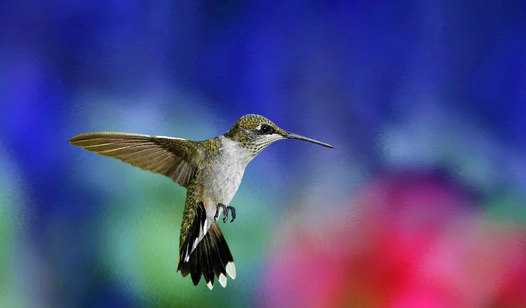 Зеленая колибри в воздухе