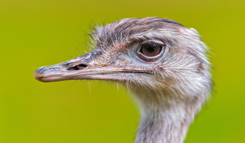 Голова страуса на зеленом фоне