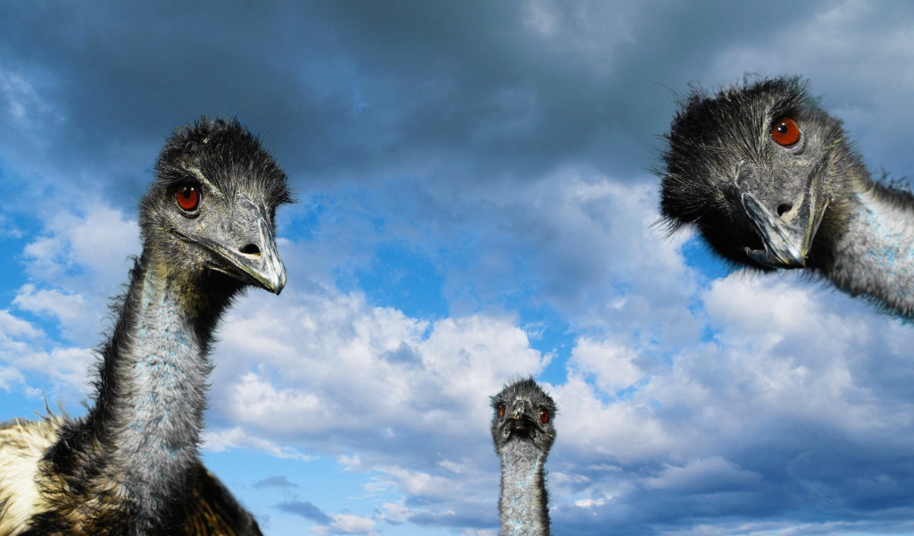Головы трех страусов