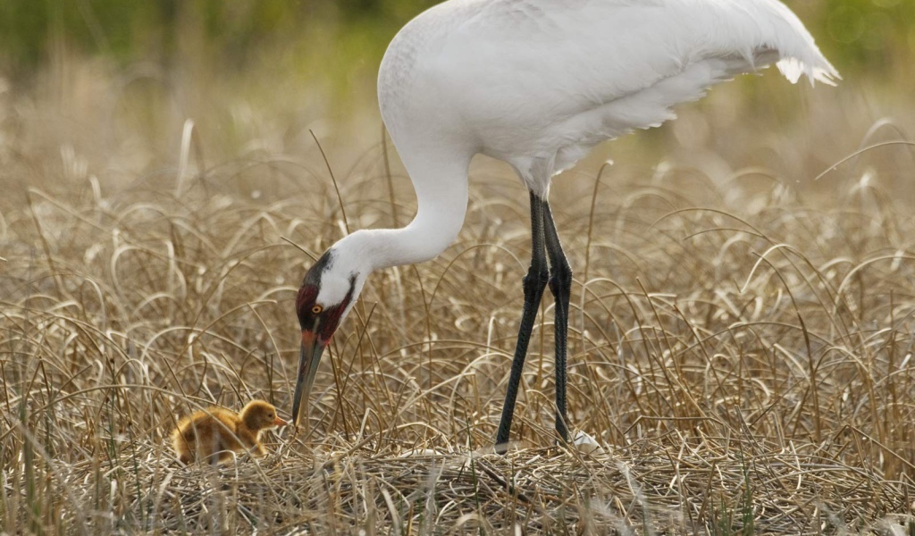 Цапля с детенышем на болоте