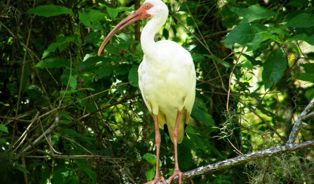Цапля с желтыми перьями