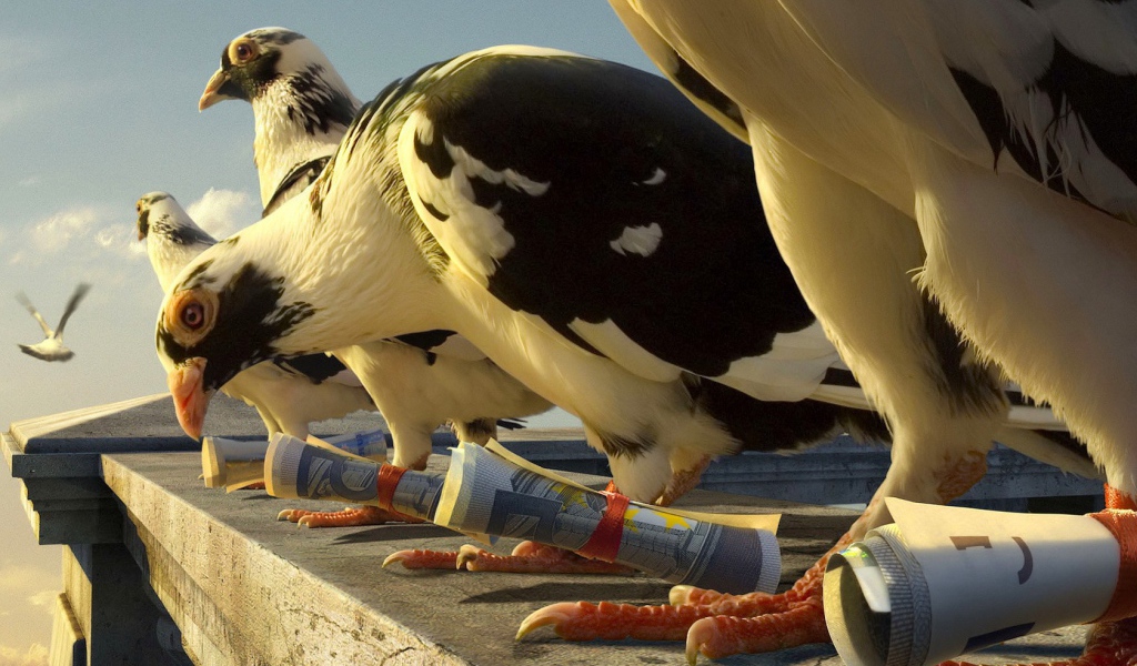 Почтовые голуби с посланиями на лапах