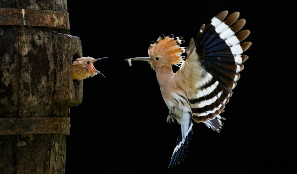 Удод кормит птенца