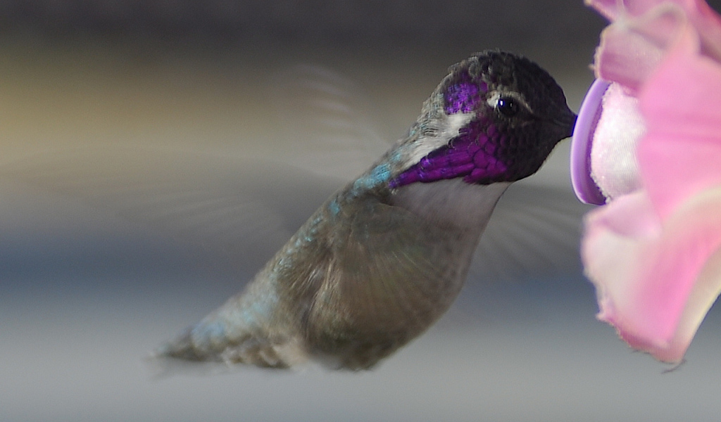 Колибри около розового цветка