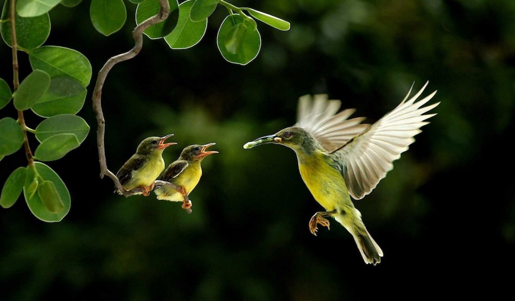 Колибри кормит своих птенцов