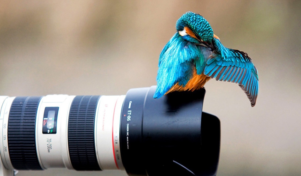 Птица зимородок сидит на фотоаппарате