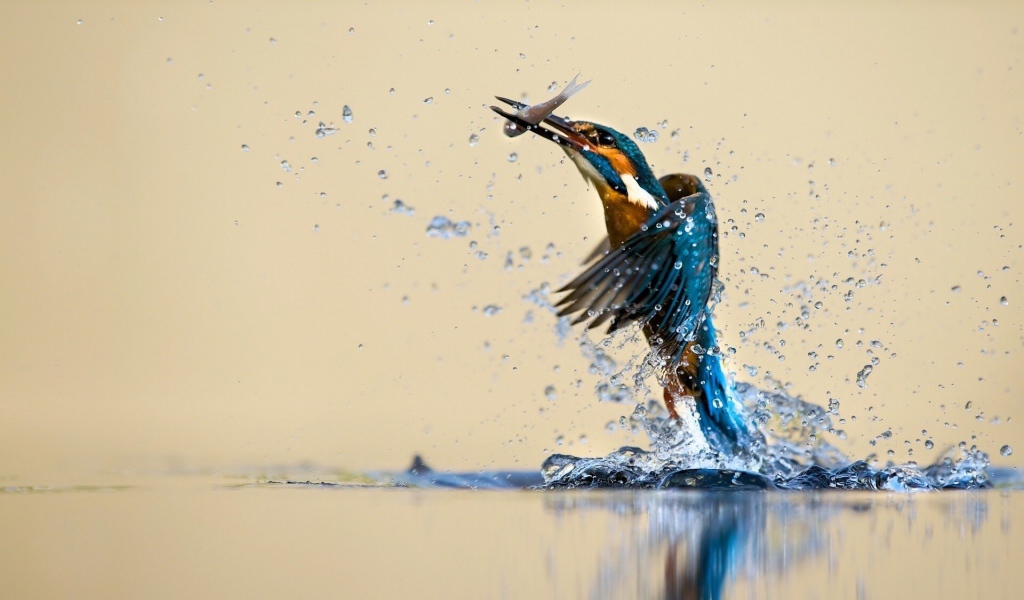 Зимородок поймал рыбку