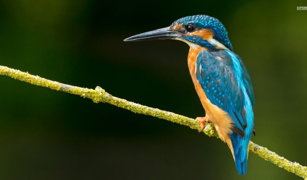 Зимородок на зеленой ветке